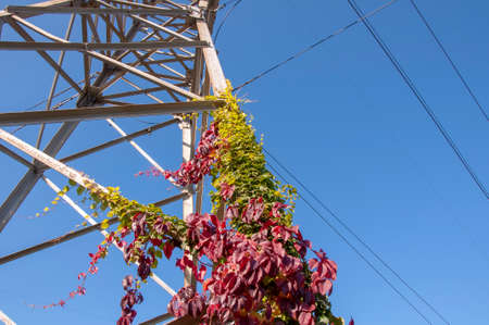 Transmission tower with a plant and power lines against blue skyの写真素材