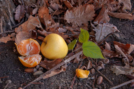 mandarin and apple lie on the ground under the treeの写真素材