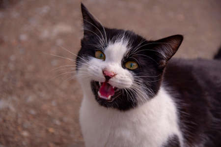 a cat with black and white fur meowsの写真素材