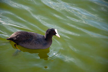 a black water bird swims on the lake.の写真素材