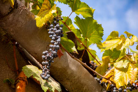 A bunch of red grapes is hanging from the edge of the roof.の写真素材
