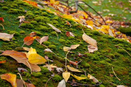 roof with green moss on surface landmark background textureの写真素材