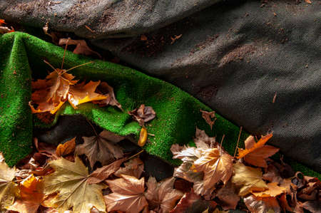 artificial green lawn with yellow fallen autumn leavesの写真素材