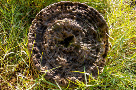 A rotten tree stump among the grass.の写真素材