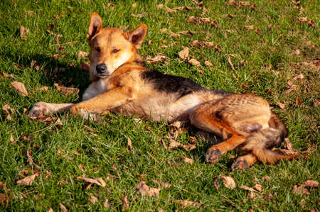 Brown lovely dog lying on green lawn in parkの写真素材