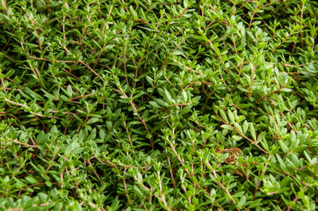 wild-growing thyme in the open air soft focus