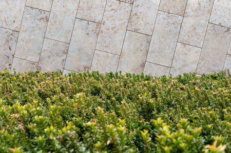 Close up view of boxwood bushes with green foliage and sunlight background. Boxwood bushes growing along a light grey sandstone wall.の写真素材