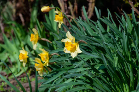 Beautiful delicate, single yellow petal daffodil flower. Closeup of yellow blooming daffodils against blurred backgroundの写真素材