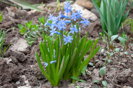 Purple Hyacinth Flower. Close-Up Of Purple Flowering Plants in Spring.