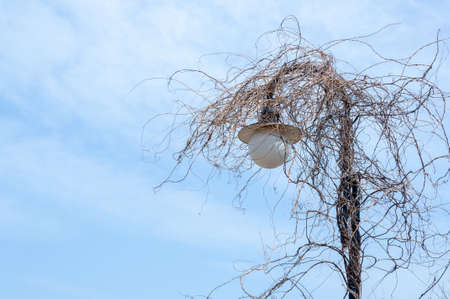 Street lamp post wrapped in branches of tree, Streetlights wrapped in twigs against blue sky.の写真素材