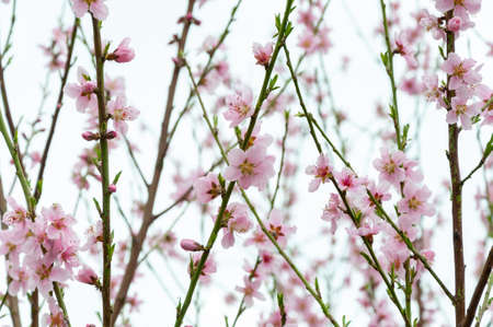 Blooming Cherry Blossoms. Blooming flower buds. Beautiful nature scene blooming tree. Spring background pink blossomの写真素材