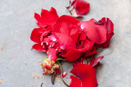 Crushed red rose on the road. Red rose thrown on sidewalk. Trampled rose laying on the ground. Failed date, lost loveの写真素材