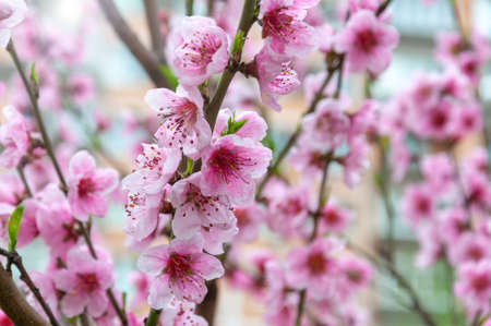Blooming Cherry Blossoms. Blooming flower buds. Beautiful nature scene blooming tree. Spring background pink blossomの写真素材