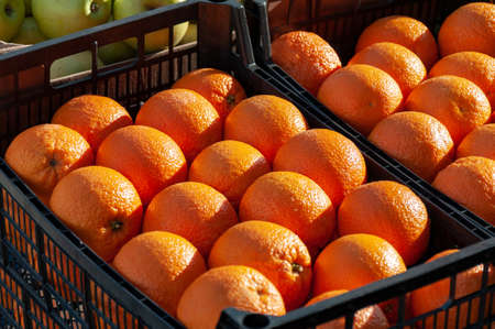 High Angle View Of Fruits For Sale At Market Stall. Fresh ripe oranges in a sunlight. Fresh oranges and apples on a tray.の写真素材