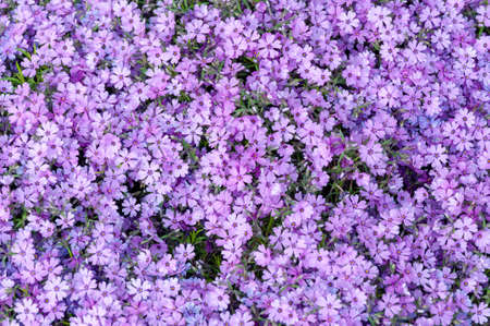 Small pink phlox flowers close up, bright wallpaper. Pink Moss Phlox. Phlox subulata pink flowersの写真素材