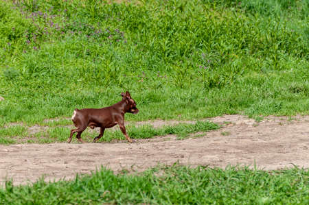 Chihuahua running in the garden. Chihuahua dog running across grassの写真素材