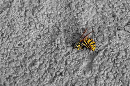 Dead bumblebee lies on the pavement. Close-Up Of Dead Honey Bee On Rock. High Angle View Of Dead Honey Beeの写真素材