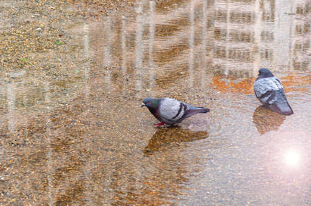 Two wild pigeons bathe in a puddle on a sunny day. High Angle View Of Pigeons Perching On Puddleの写真素材