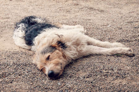 Homeless Dog Is Sleeping On The Floor. Young Stray Dog Sleeping
