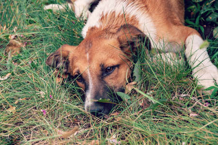 Homeless abandoned stray dog. Homeless dog looks with huge sad eyes with the hope of finding a home. Dog in the grass.の写真素材