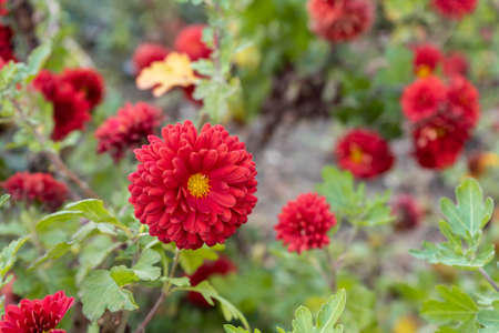 Red Dahlia flowers. Beautiful blooming chrysanthemum flower as background.の写真素材