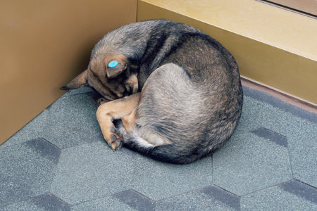 Control of the population of stray animals.の写真素材