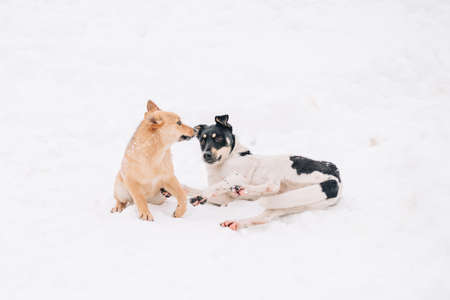 Two stray multibred dogs are playing on a white snow in the winter park. Pet animalsの写真素材