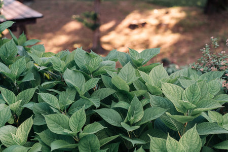 Hydrangea leaves bush. New leaves of hydrangeaの写真素材