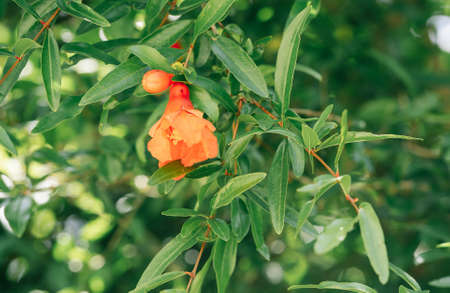 Punica granatum Flower. Pomegranate. Blossoming pomegranate treeの写真素材