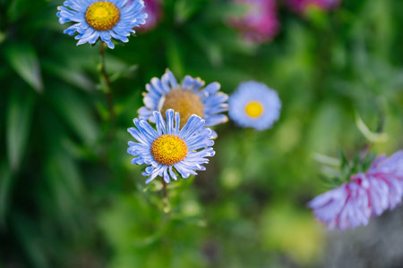 Blue chamomile flowers. Beautiful blue flower on a blurred background.の写真素材