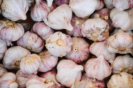 Pile of white garlic heads. Fresh garlic on market table closeup photoの写真素材
