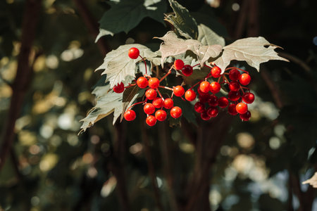 Background from beautiful red fruits of viburnum vulgaris. Red viburnum berries on a branch in the gardenの写真素材