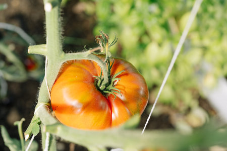 ripe tomatoes on a branch growing in the greenhouseの写真素材