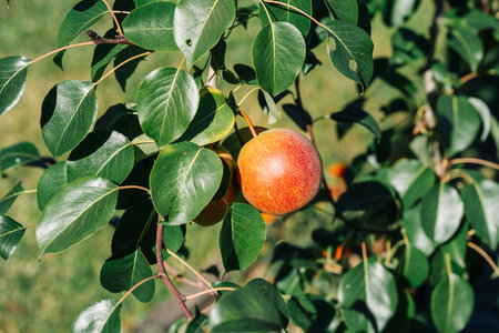 Closeup photo of some ripe red apples hanging on a brunch in summer gardenの写真素材