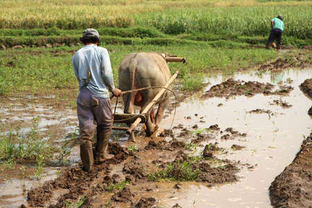 Rice field workersの写真素材