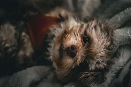 Furry friendsの写真素材