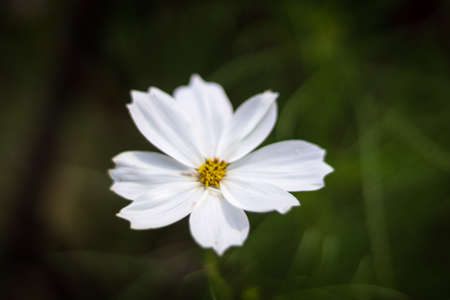 Garden shoot with Flowers and Butterflies and plenty of colorsの写真素材