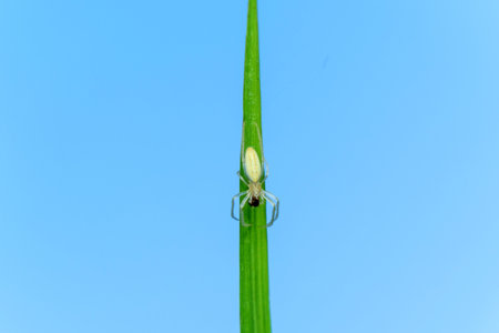 photo macro of spider on the leaf with blu sky backgroundの写真素材