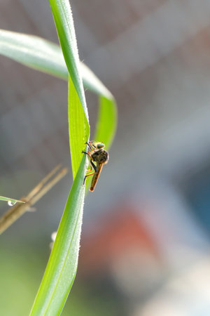Robber fly sitting on the grass
