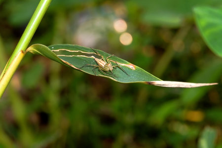the green spider on the leafの写真素材
