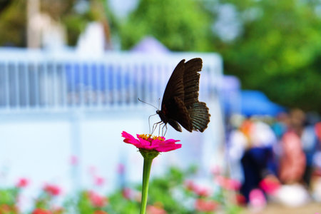 A beautiful black butterfly perches on a pink flower that blooms in the morning with a blurred background and focus in frontの写真素材