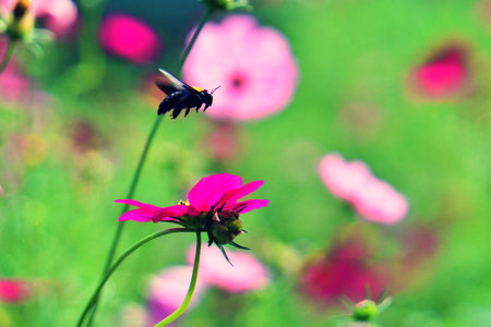 bee flying over colorful flower garden in parkの写真素材