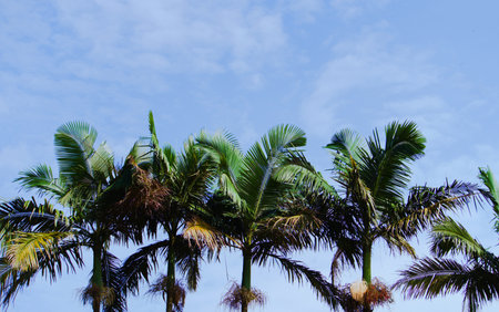 coconut trees towering into the sky, the sky is bright blue with few clouds