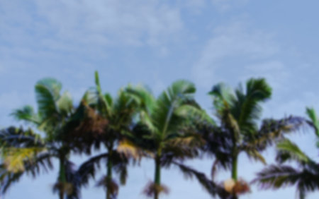 coconut trees towering into the sky, the sky is bright blue with few cloudsの写真素材