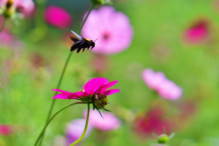bee flying over colorful flower garden in park