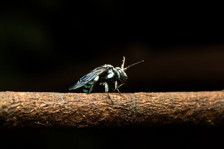 wasps sleep on dry twigs on trees, can be found in the morningの写真素材