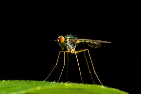 A green leaf with a small insect on it. The insect is brown and has a green headの写真素材