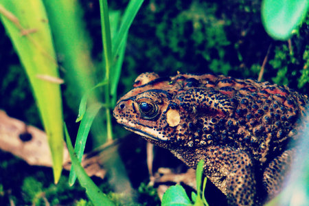 Common toad (Bufo bufo) in the grassの写真素材