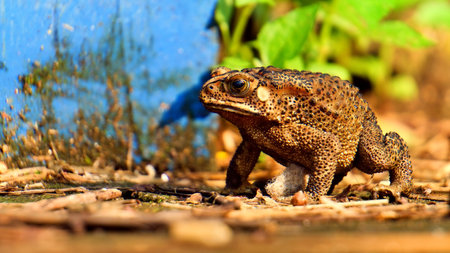 Common toad (Bufo bufo) on the groundの写真素材