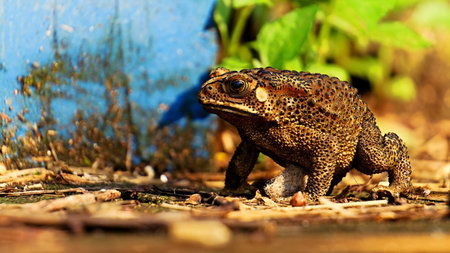 Common toad (Bufo bufo) on the groundの写真素材